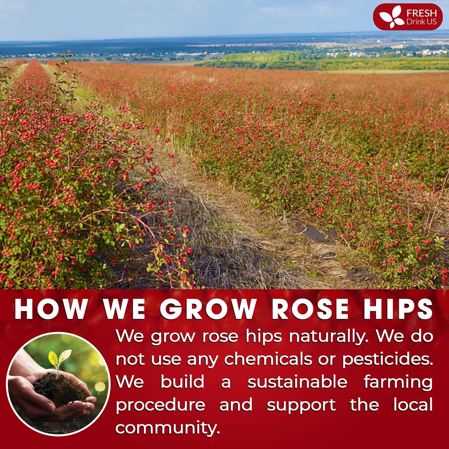 Premium Rosehip Tea Bags, 100% Natural & Pure from Rose Hip Fruits. by FreshDrinkUS - Natural and Premium Herbal Tea