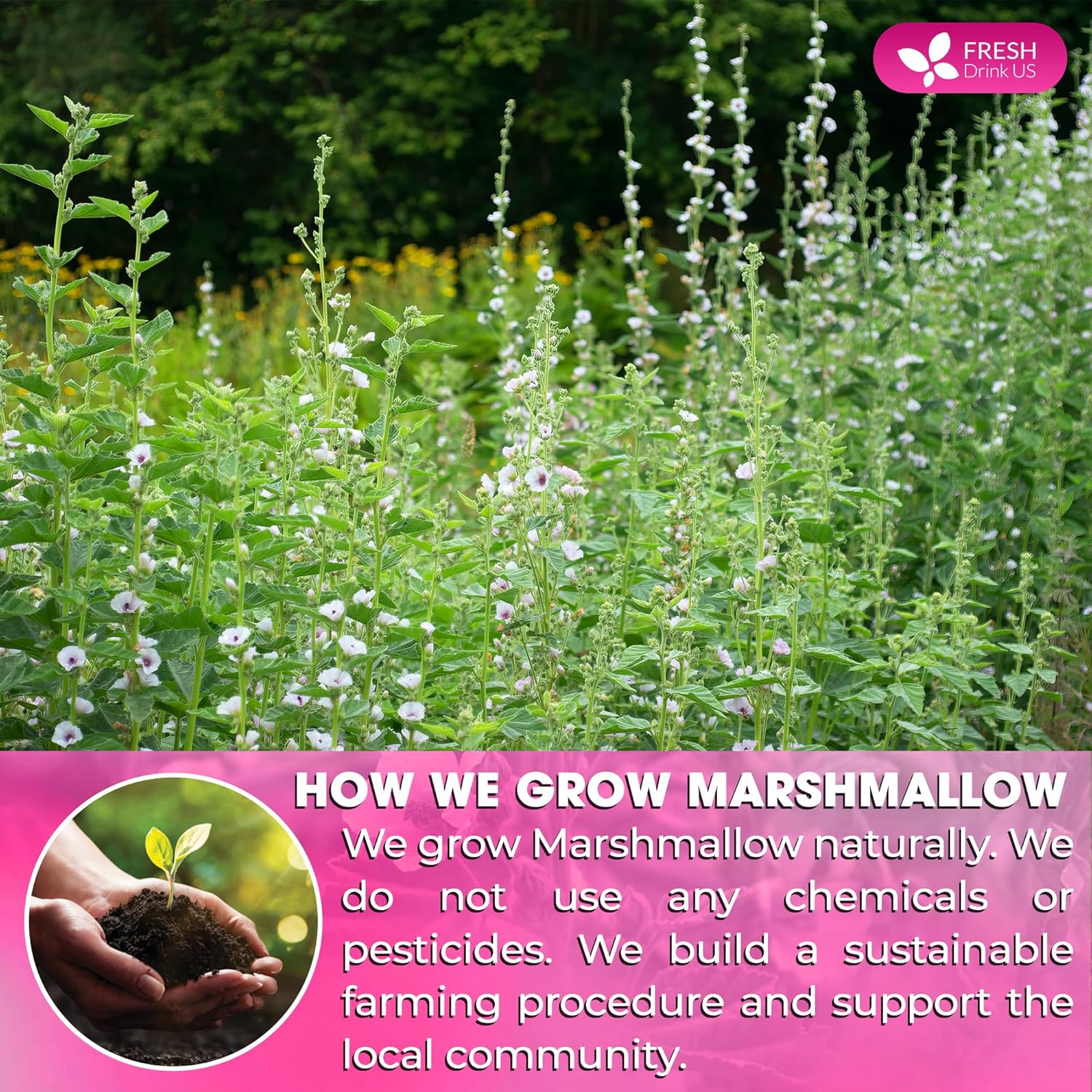 Premium Marshmallow Root and Leaf Tea Bags, 100% Natural & Pure. by FreshDrinkUS - Natural and Premium Herbal Tea