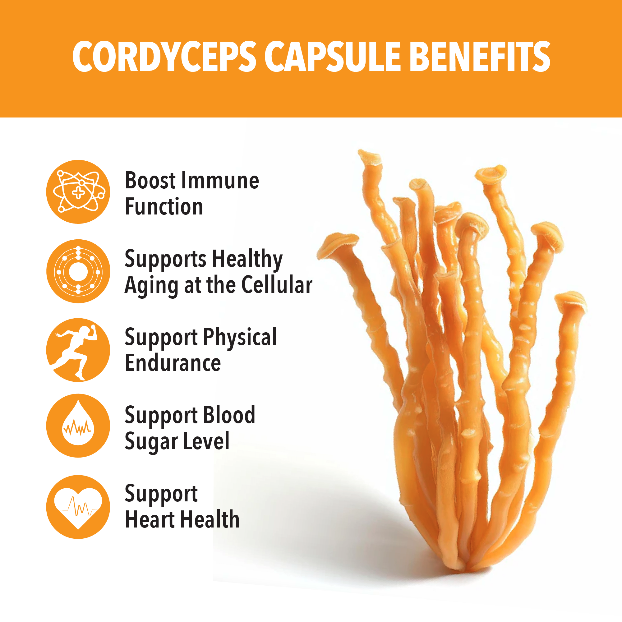 Cordyceps Mushroom Capsules by Siba Vitamins Store