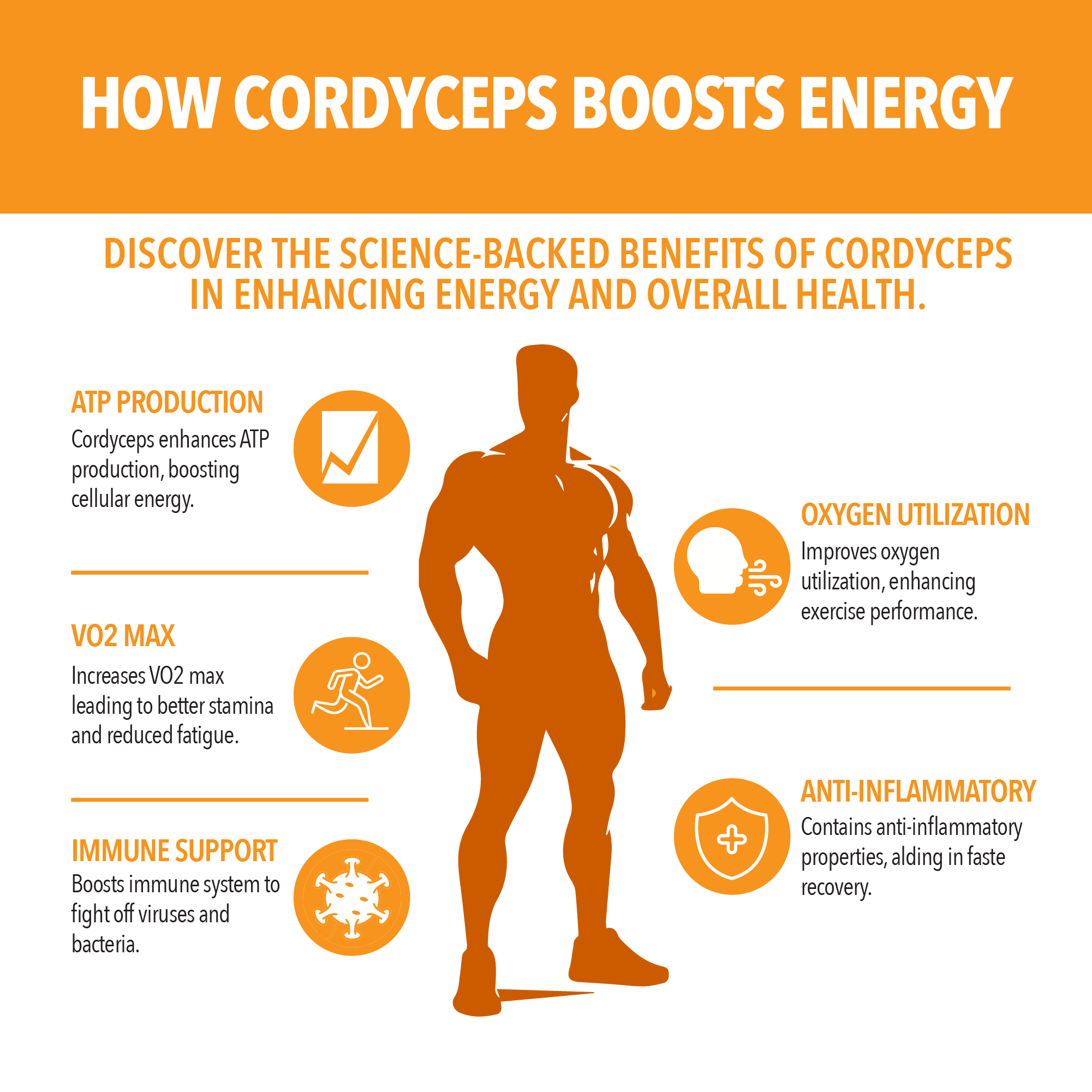 Cordyceps Mushroom Capsules by Siba Vitamins Store