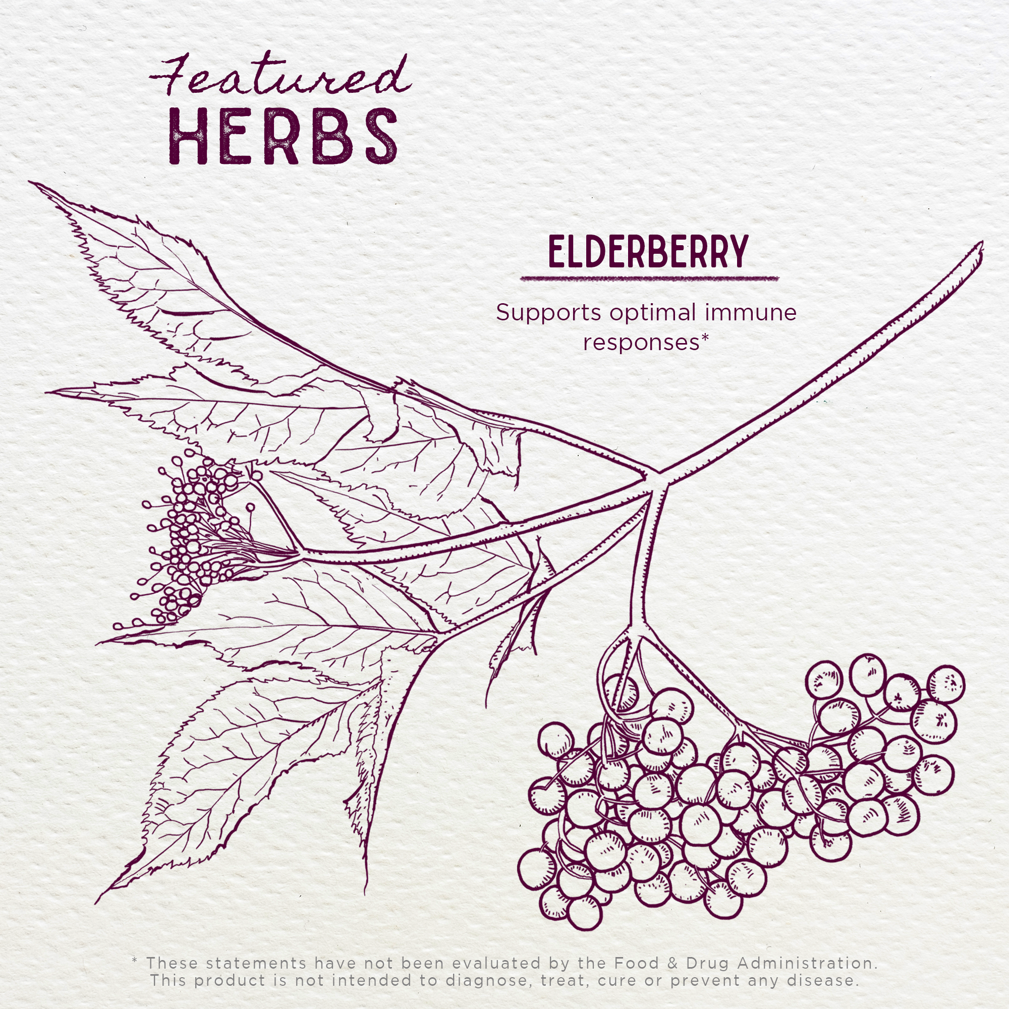 Elderberry DestGlow
