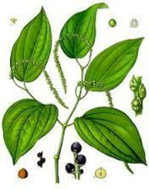 Black Pepper Essential Oil - 100% Pure Organic Piper Nigrum for Aromatherapy