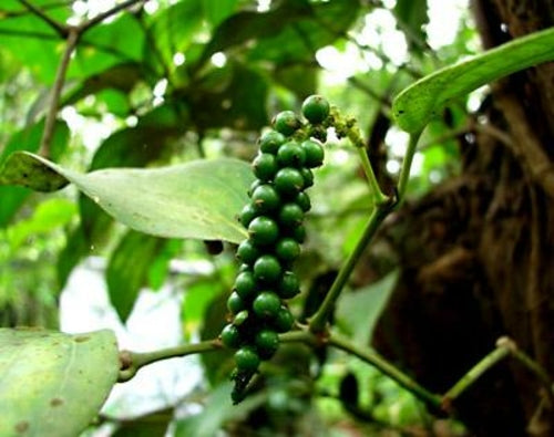 Black Pepper Essential Oil - 100% Pure Organic Piper Nigrum for Aromatherapy