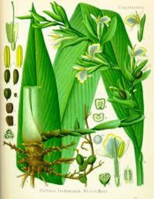 Cardamom Essential Oil - 100% Pure Organic Elettaria Cardamomum for Aromatherapy