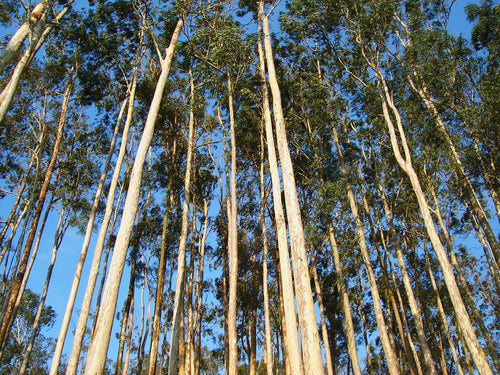 Eucalyptus Essential Oil - 100% Pure Organic Eucalyptus Radiata for Aromatherapy