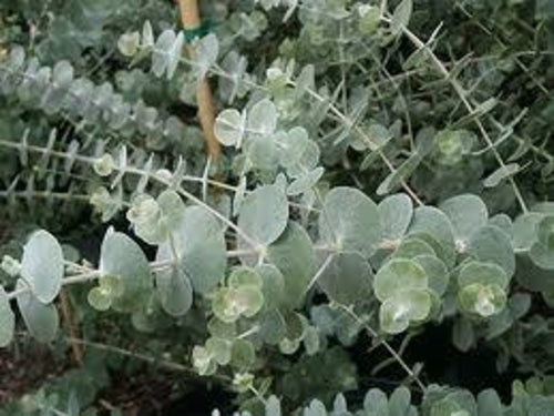 Eucalyptus Essential Oil - 100% Pure Organic Eucalyptus Radiata for Aromatherapy
