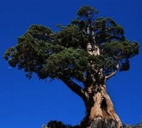 Juniper Essential Oil - 100% Pure Organic Juniperus Communis for Aromatherapy