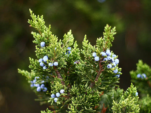 Juniper Essential Oil - 100% Pure Organic Juniperus Communis for Aromatherapy
