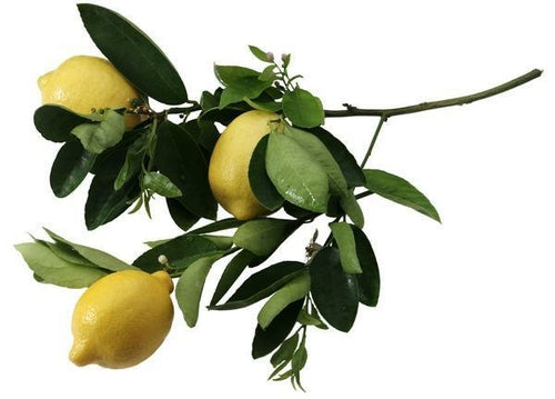 Essential Oil - Lemon