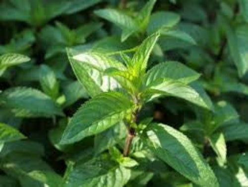 Peppermint Essential Oil - 100% Pure Organic Mentha Piperita for Aromatherapy