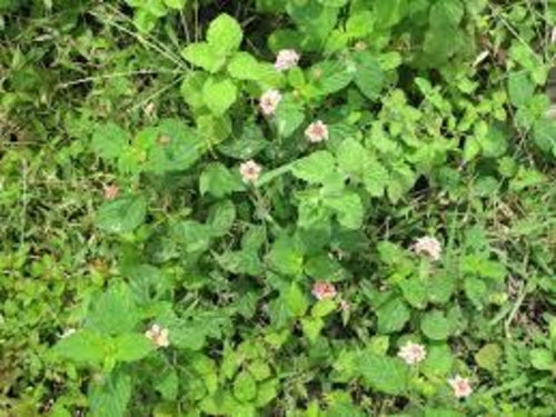 Peppermint Essential Oil - 100% Pure Organic Mentha Piperita for Aromatherapy