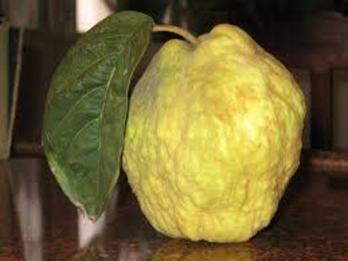 Bergamot Essential Oil - 100% Pure Organic Citrus Bergamia for Aromatherapy