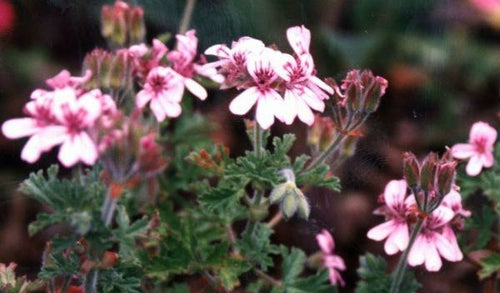 Rose Geranium Essential Oil - 100% Pure Organic Pelargonium Graveolens
