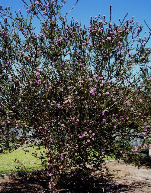 Tea Tree Essential Oil - 100% Pure Organic Melaleuca Alternifolia for Aromatherapy