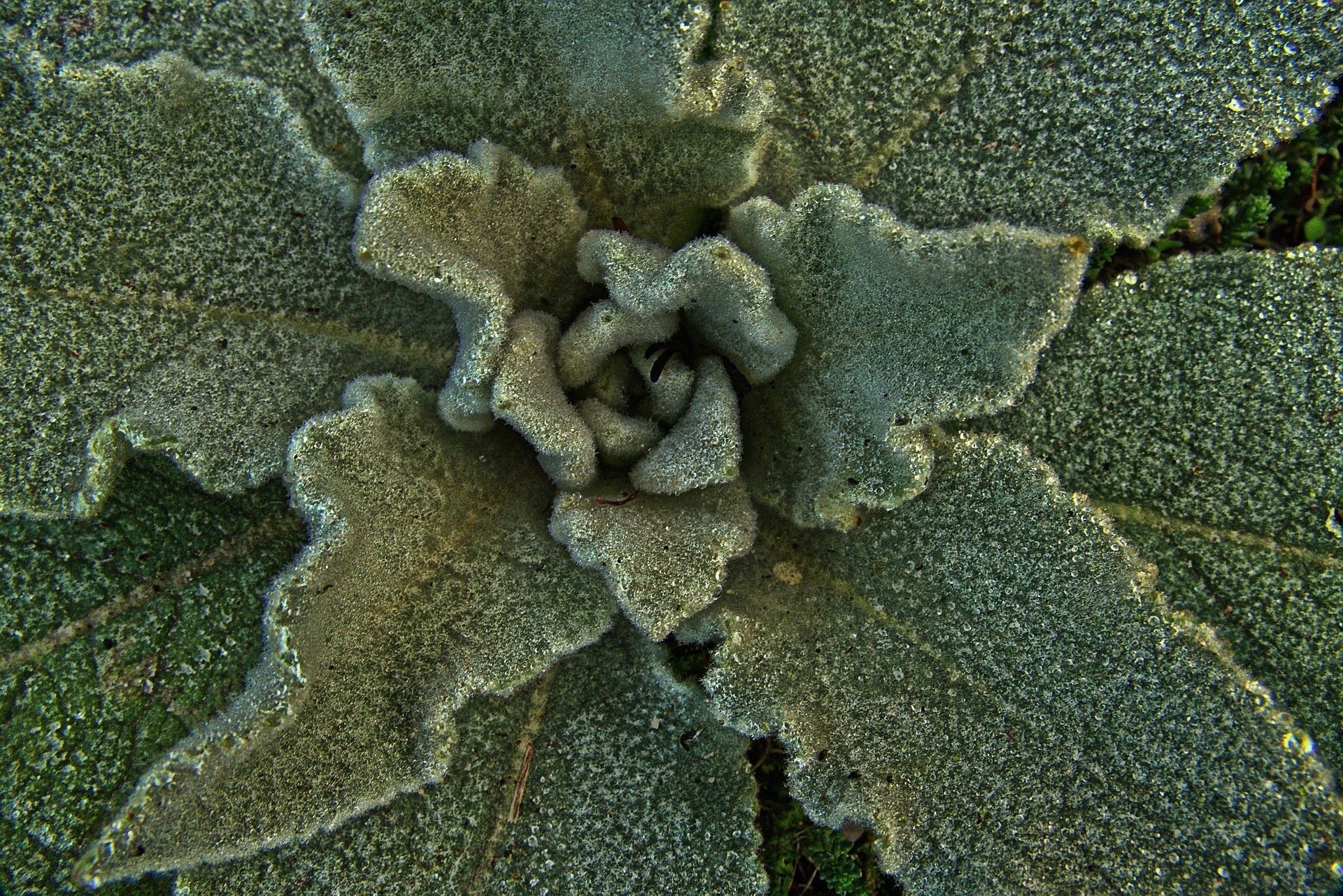 Mullein Leaf, Cut, Sifted by Country Life Natural Foods