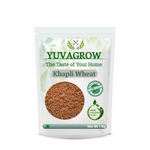 Yuvagrow Khapli Wheat
