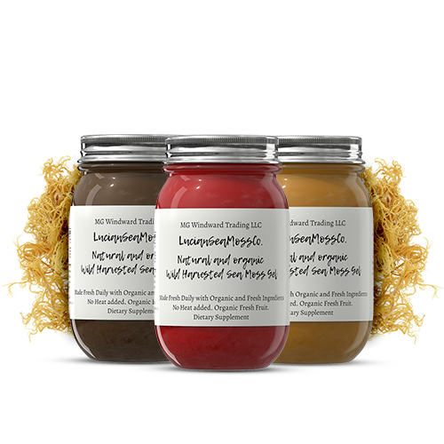 Organic MSM Infused Sea Moss Gel by Seamoss Global