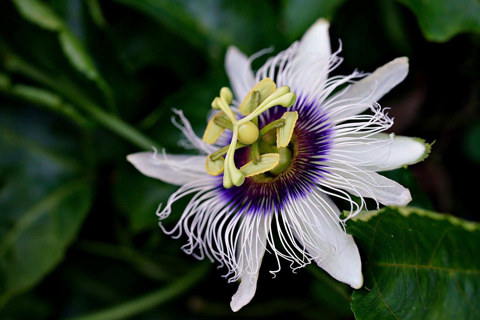 Passion Flower, Cut, Sifted by Country Life Natural Foods