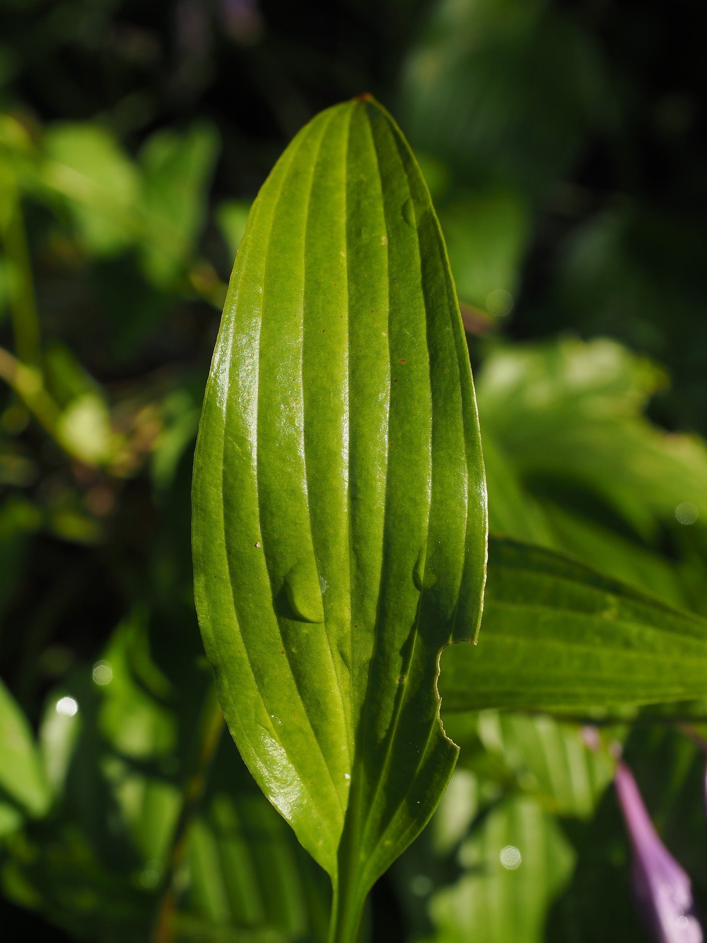 Plantain Leaf, Organic, Cut, Sifted by Country Life Natural Foods