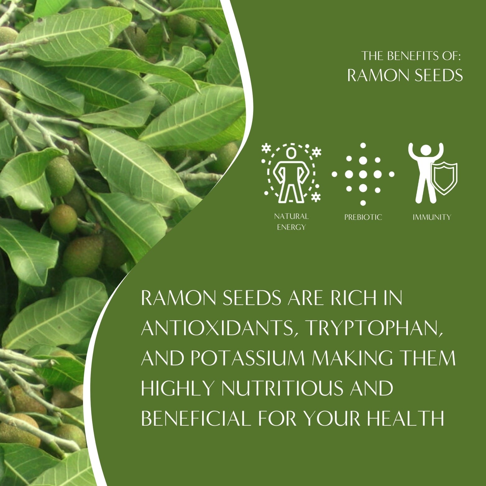 French Roast Chicory Herbal Coffee