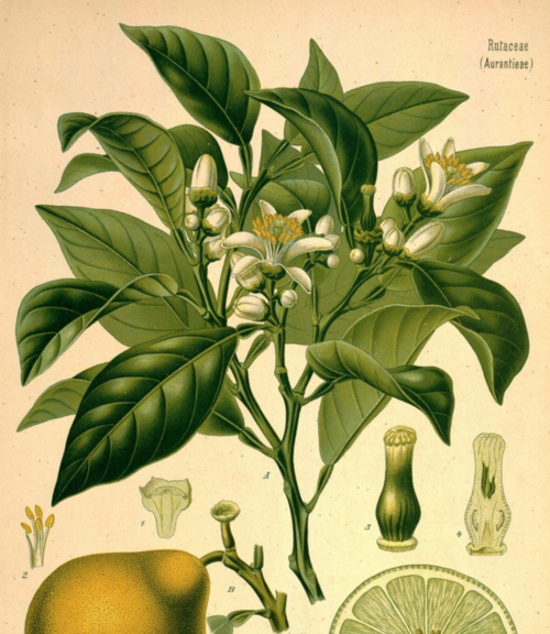 Bergamot Essential Oil - 100% Pure Organic Citrus Bergamia for Aromatherapy