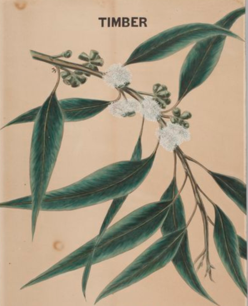 Eucalyptus Essential Oil - 100% Pure Organic Eucalyptus Radiata for Aromatherapy