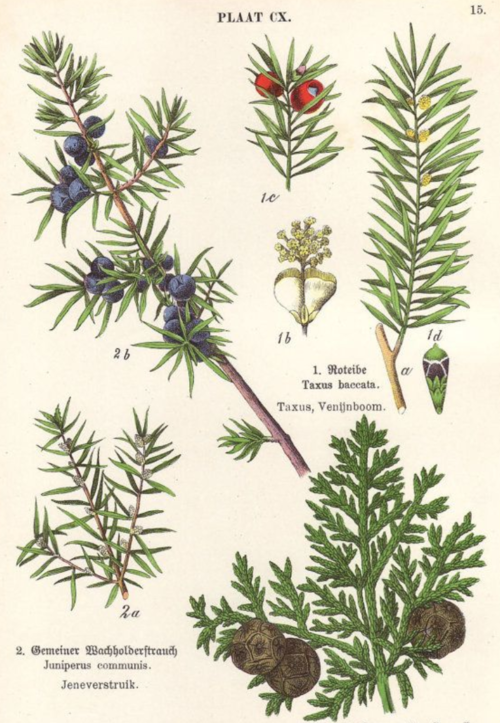Juniper Essential Oil - 100% Pure Organic Juniperus Communis for Aromatherapy