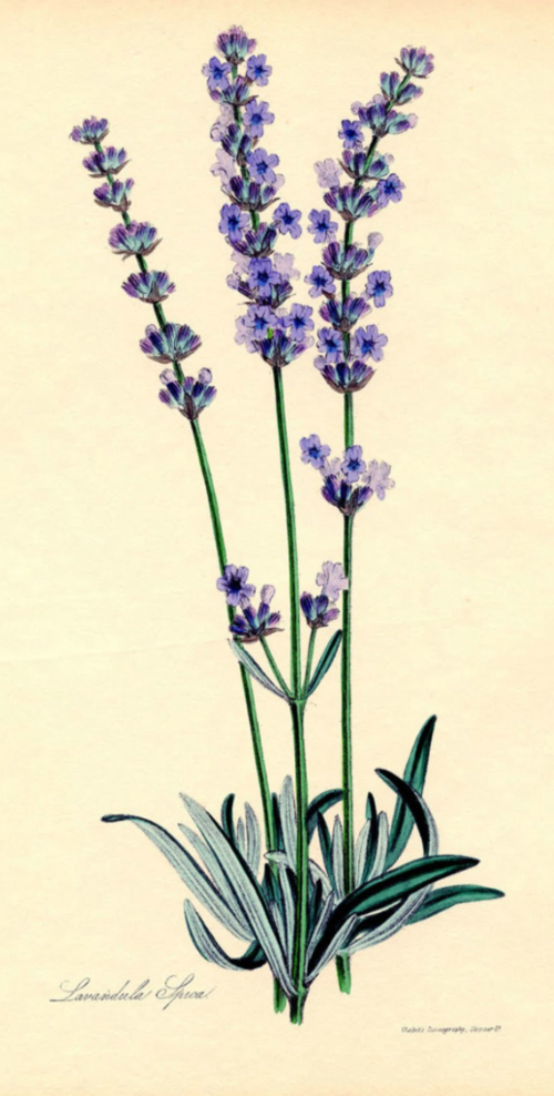 Lavender Essential Oil - 100% Pure Organic Lavandula Angustifolia for Aromatherapy