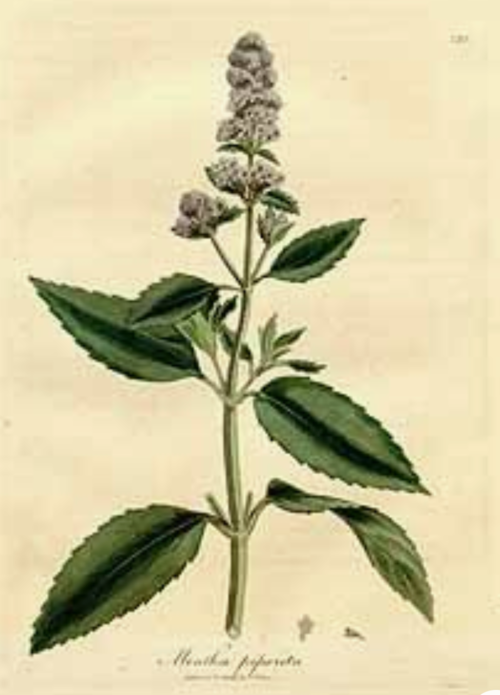 Peppermint Essential Oil - 100% Pure Organic Mentha Piperita for Aromatherapy
