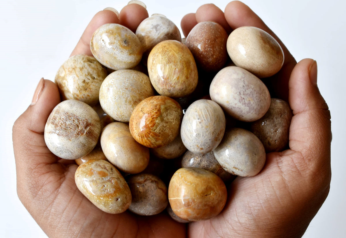 Fossil Coral Tumbled crystals (Grounding and longevity) DestGlow