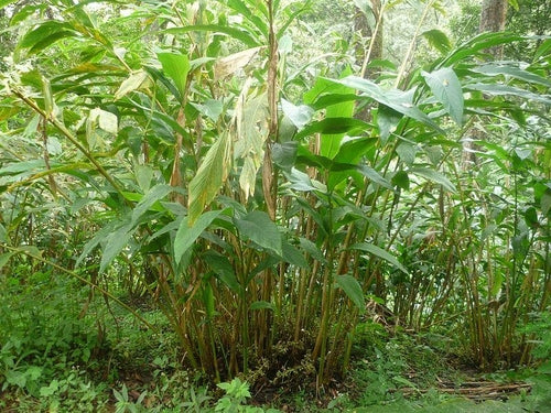 Essential Oil - Cardamom