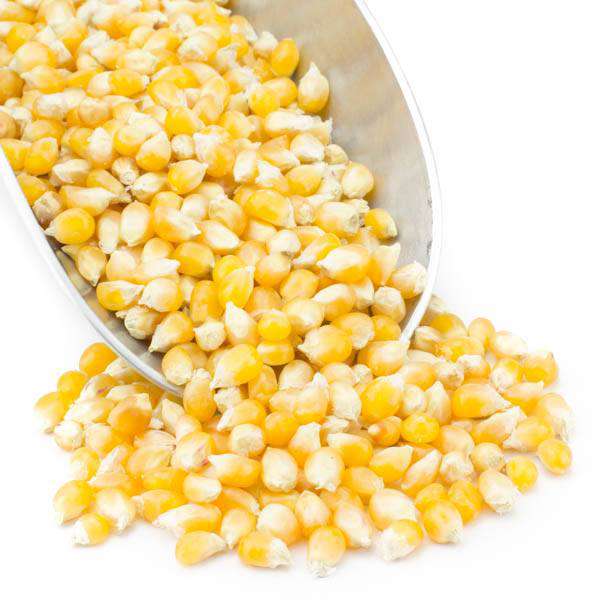 Popcorn, Yellow, Organic DestGlow