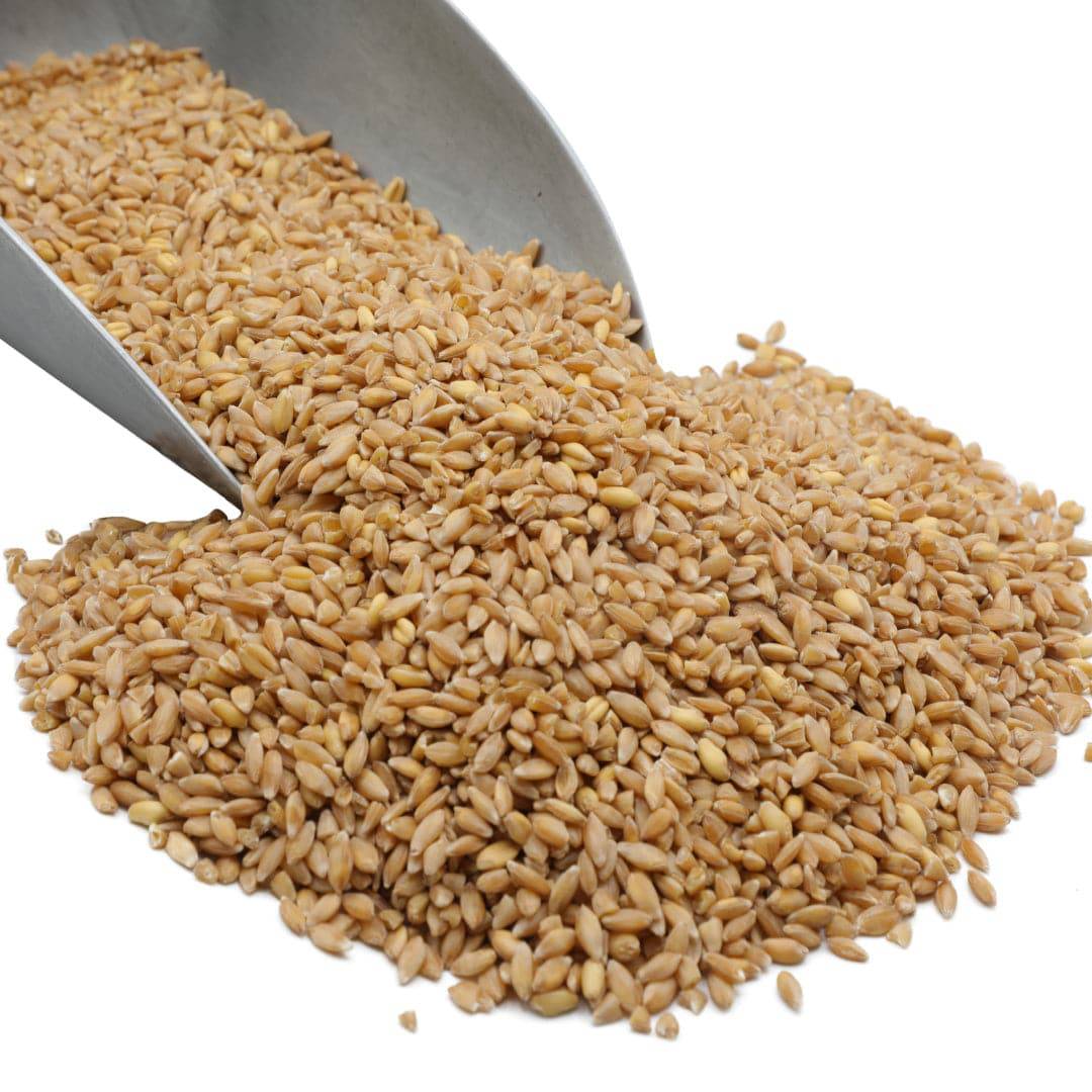 Wheat Berries, Bronze Chief (Red) by Country Life Natural Foods