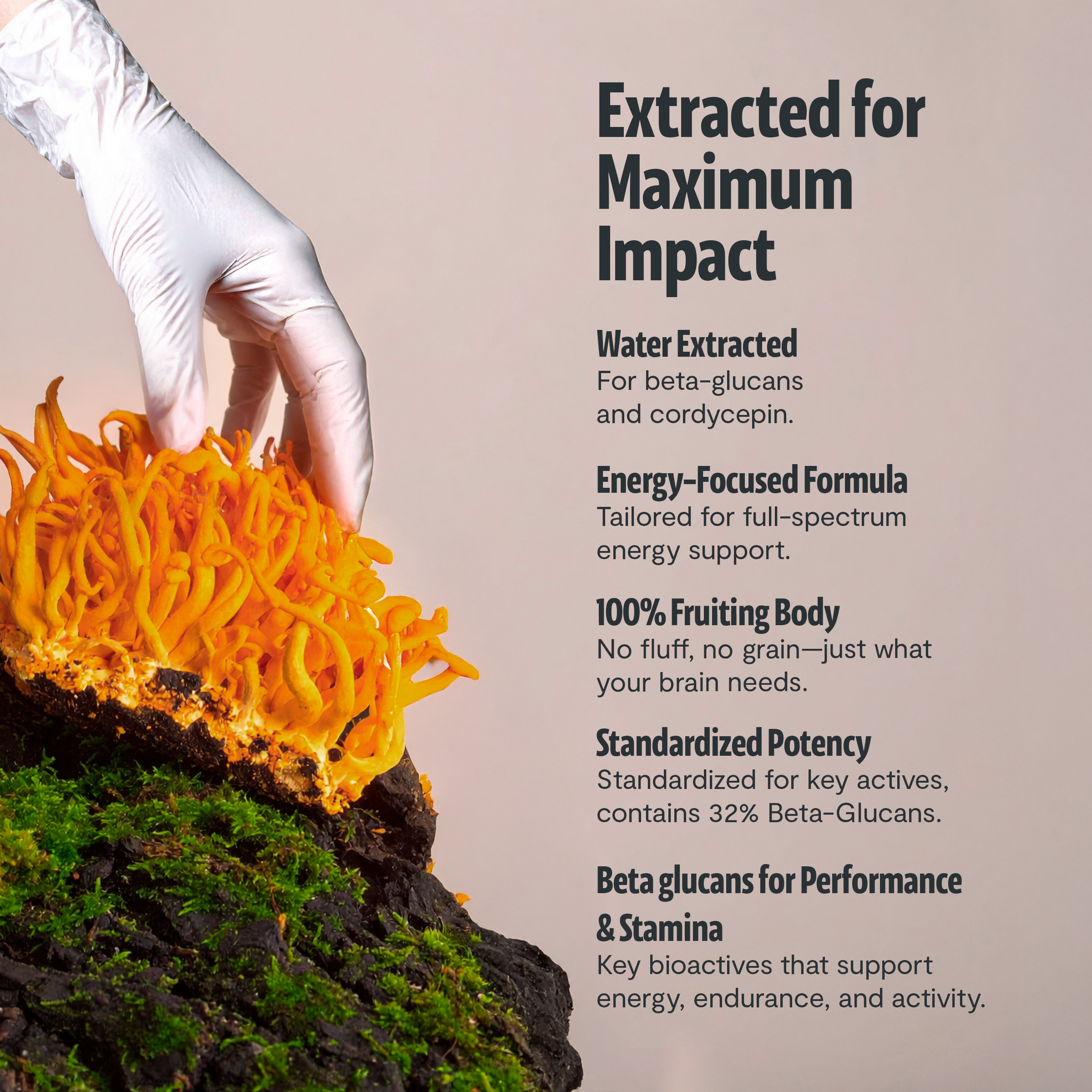 Cordyceps Mushroom Extract Powder DestGlow