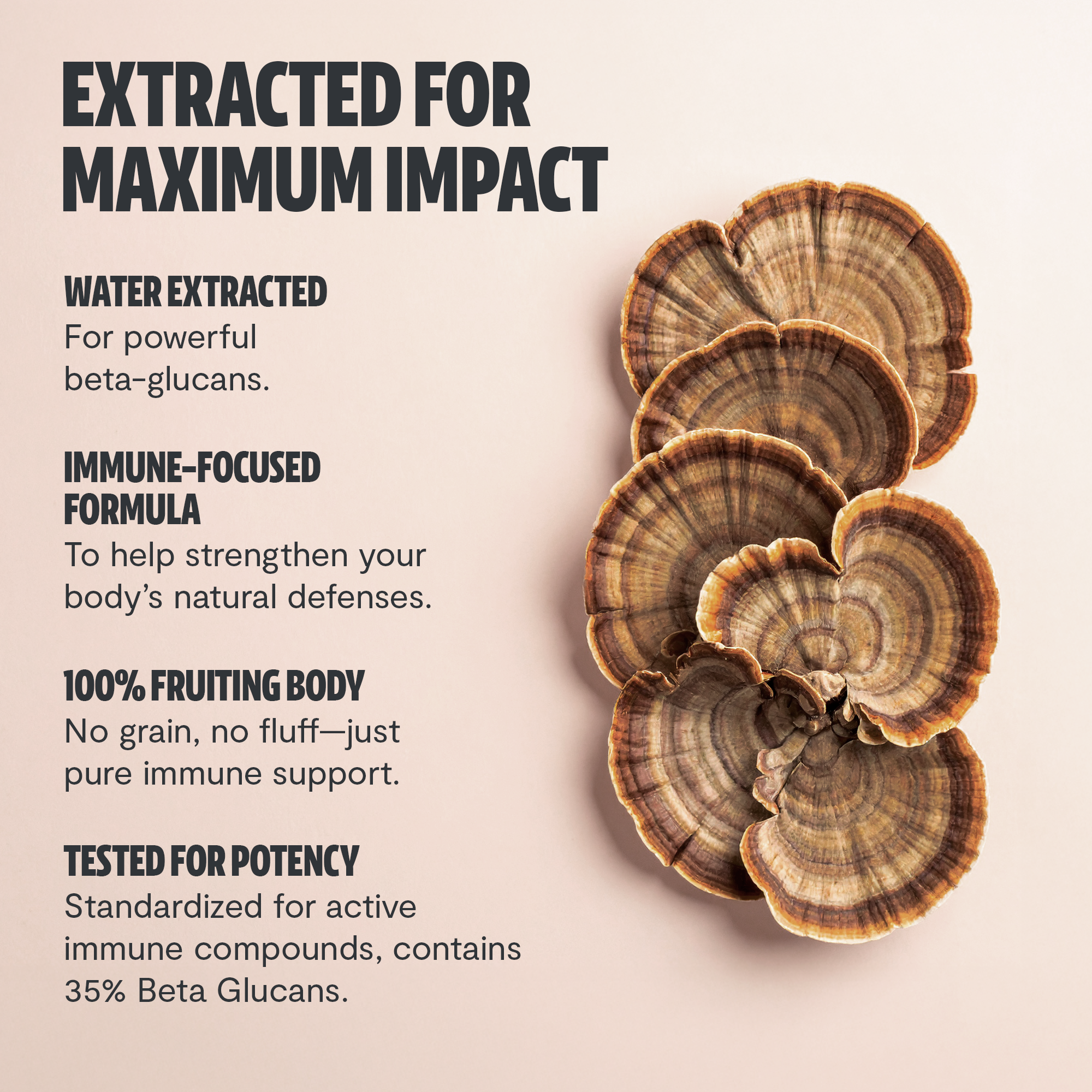 Organic Turkey Tail Mushroom Capsules by FreshCap Mushrooms