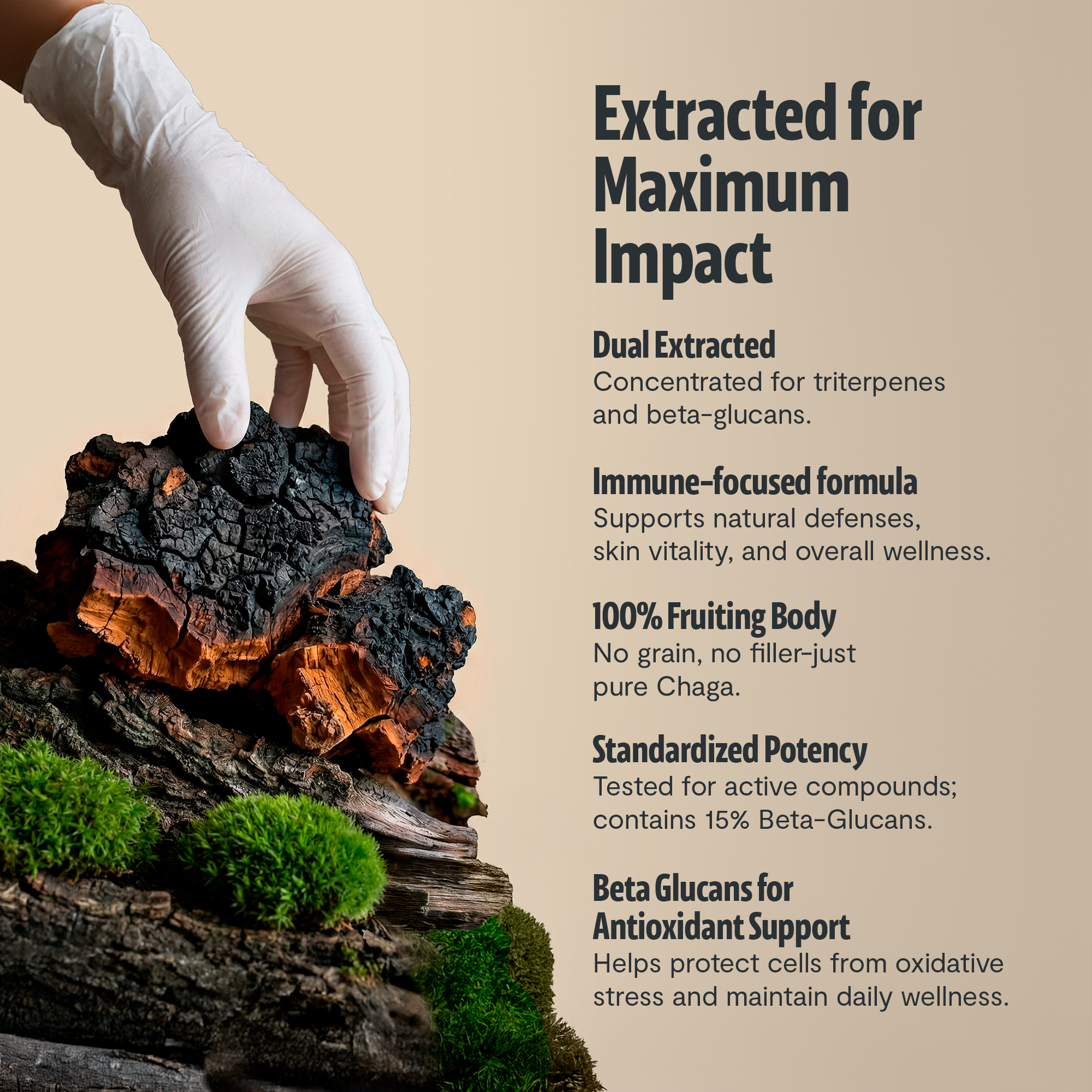 Chaga Mushroom Extract Capsules DestGlow