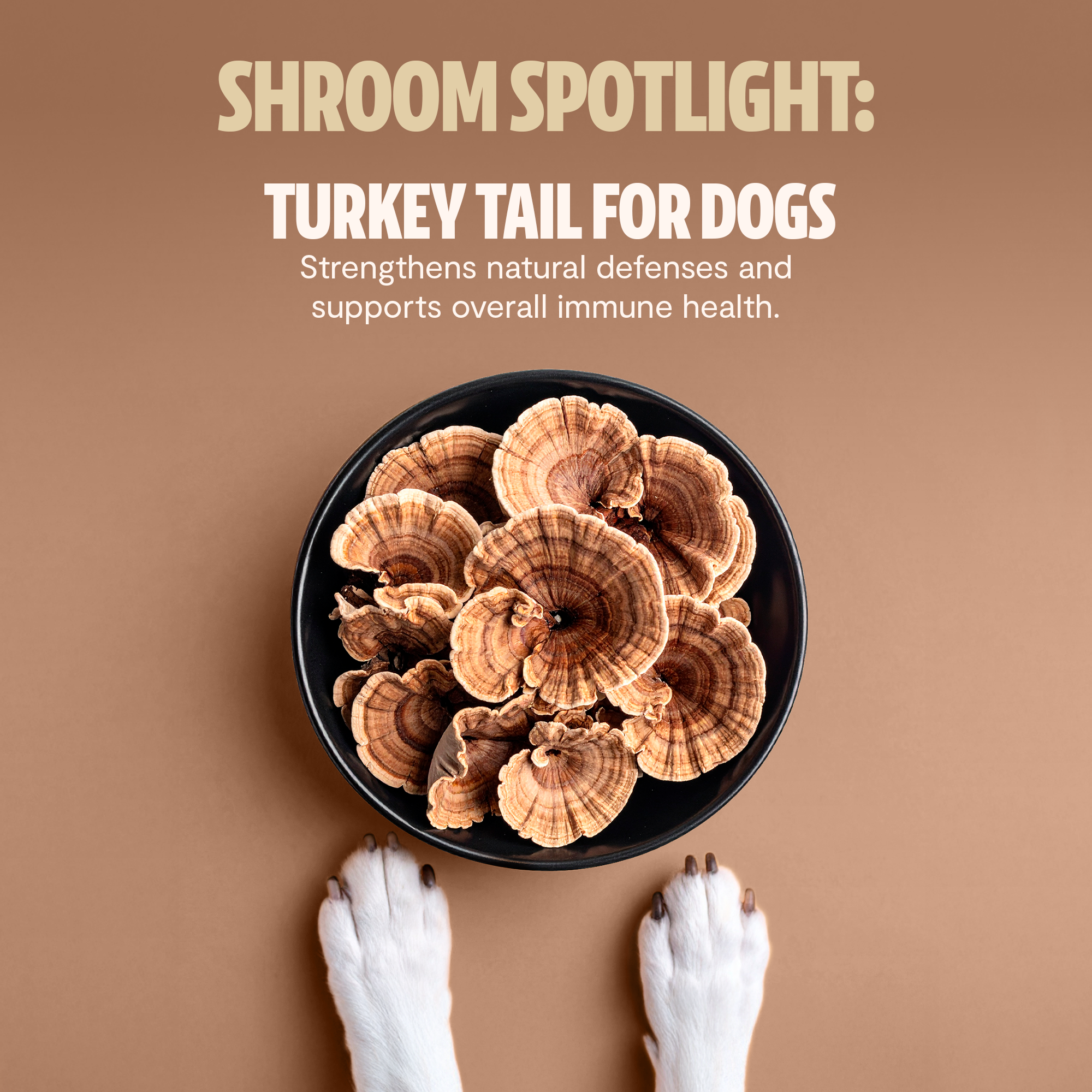 Organic Mushroom Complex for Dogs DestGlow