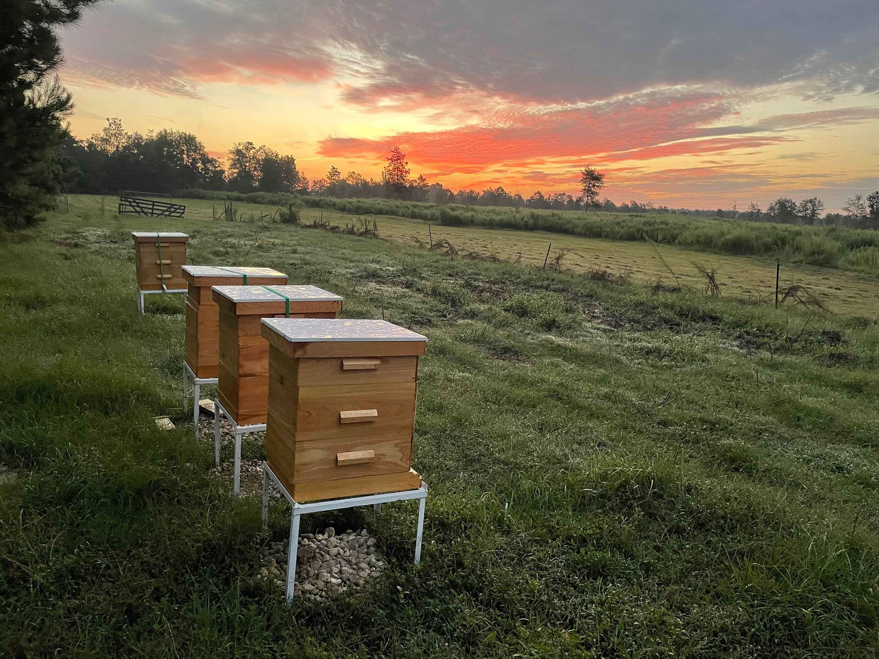 Whipped Cream Raw Honey