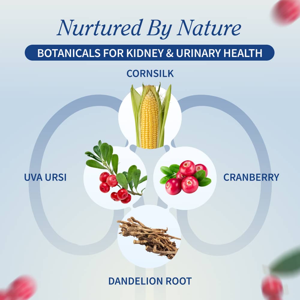 Kidney Health - Buy 2, Get 1 FREE! by Snap Supplements