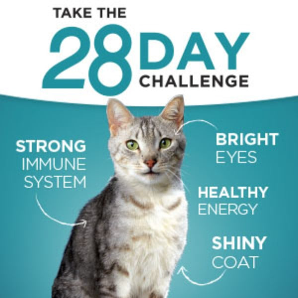 Purina ONE Urinary Tract Health, Natural Pate Wet Cat Food, Urinary Tract Health Beef & Liver Recipe DestGlow