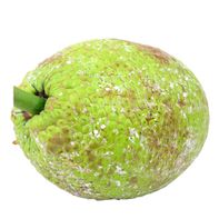 Breadfruit️