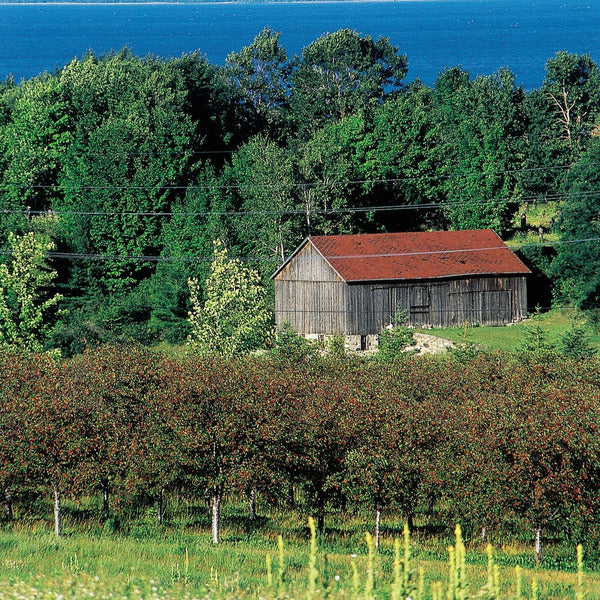 Cherry Bay Orchards Organic Dried Montmorency Cherries