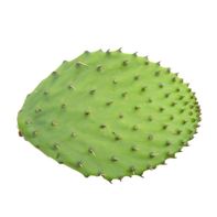 Cactus Leaf️ DestGlow