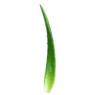 Aloe Vera Leaf️