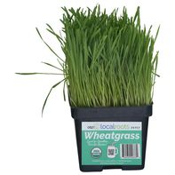 Local Roots Wheatgrass️