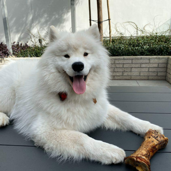 RedBarn Natural Shank Bone for dogs