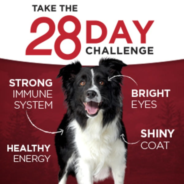 Purina ONE Natural, High Protein Gravy Wet Dog Food, SmartBlend True Instinct Real Turkey & Venison
