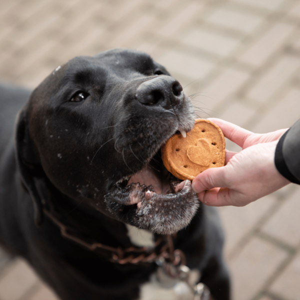 Blue Dog Bakery More Crunch, Assorted Flavors, Large Treats for Dogs