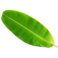 Banana Leaves️
