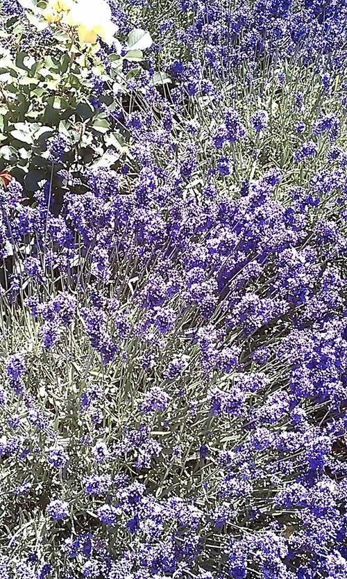 Lavender Essential Oil - 100% Pure Organic Lavandula Angustifolia for Aromatherapy